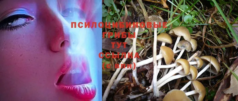 цены   Вологда  Псилоцибиновые грибы Cubensis 